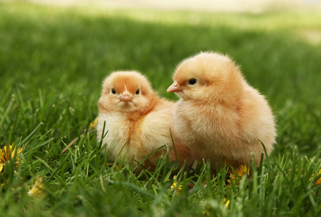 Starting and Raising Chicks - Blog4