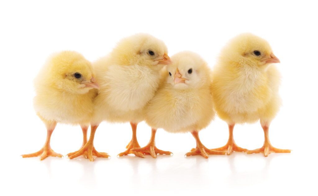 Chicks - BlogMR2.3