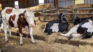 Choosing the Right Hay, Straw, and Bedding for Cold-Climate Barns