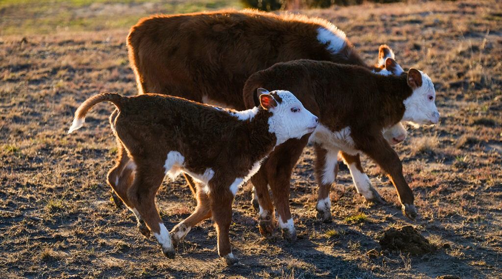 Must-Have Supplies for Calving, Lambing, and Kidding Season