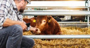 Livestock Health Essentials for Maine Farmers